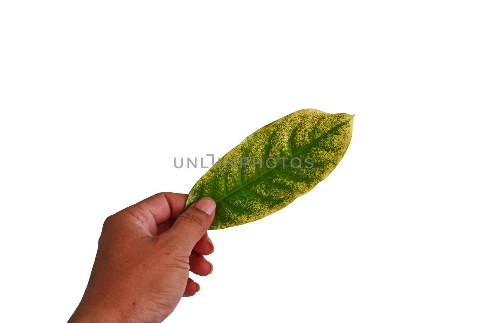 hand hold leaf texture