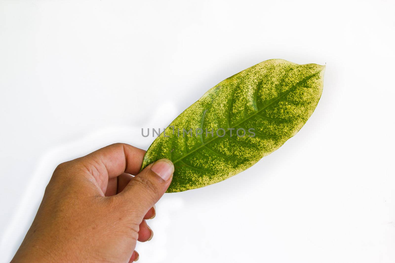 hand hold leaf texture