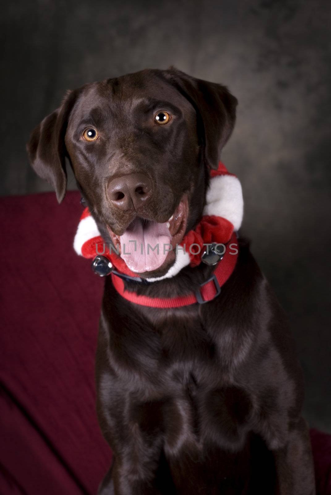 Vertical image of a head and shoulders view of a beautiful, Chocolate Lab looking into the camera.