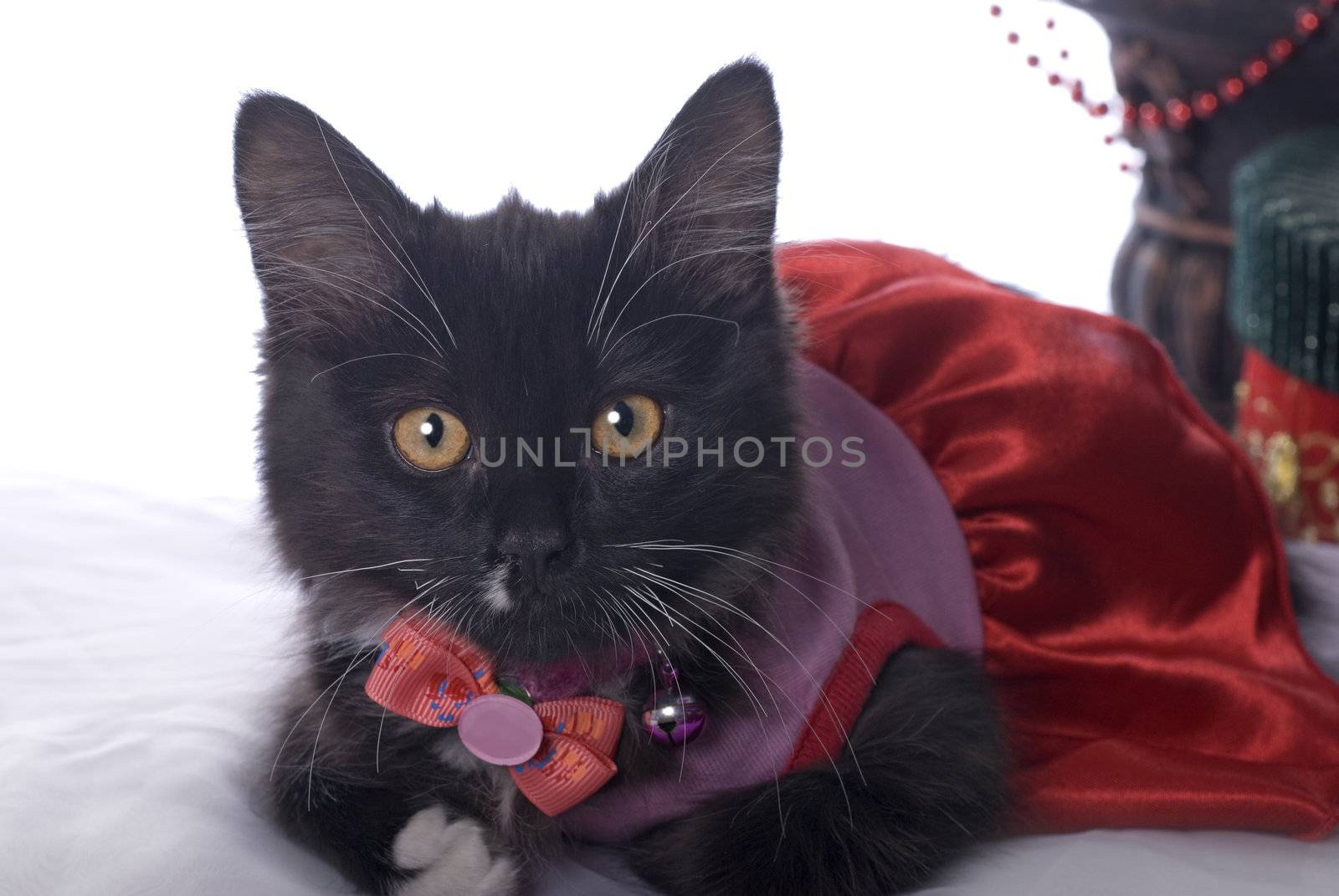 Black and White Christmas Kitten by Eponaleah