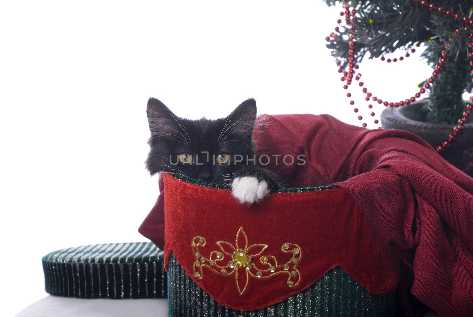 Black and White Christmas Kitty in a Velvet Box by Eponaleah