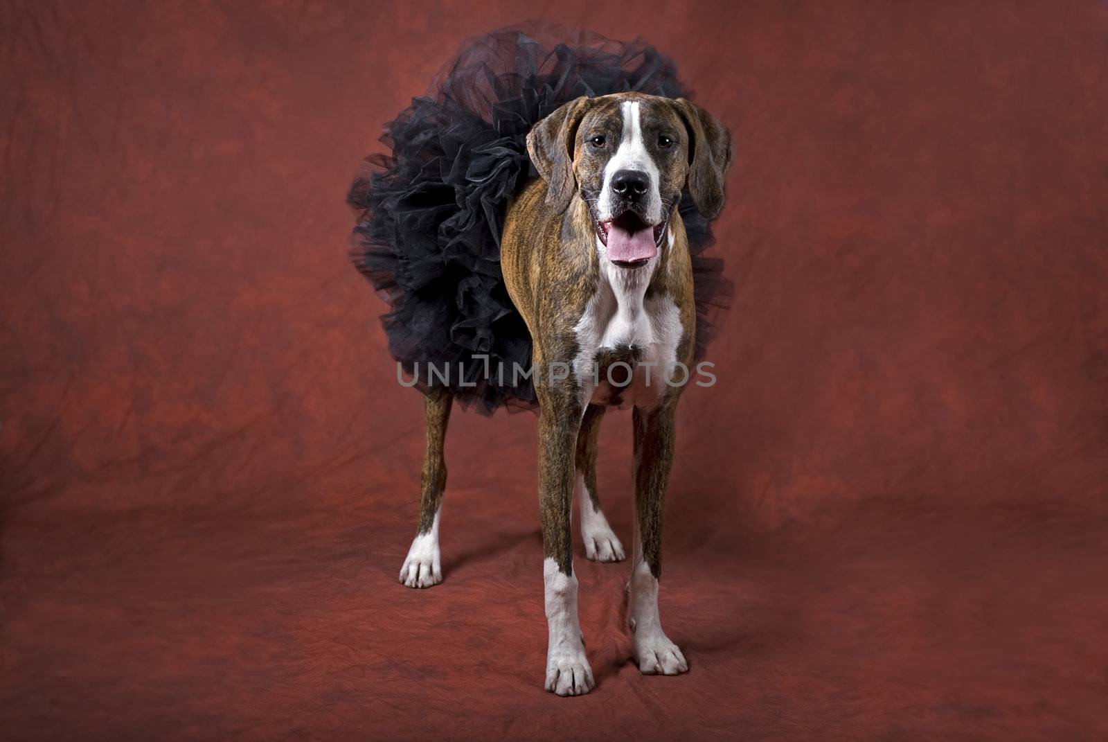 Mixed Breen Boxer in a black Tutu by Eponaleah