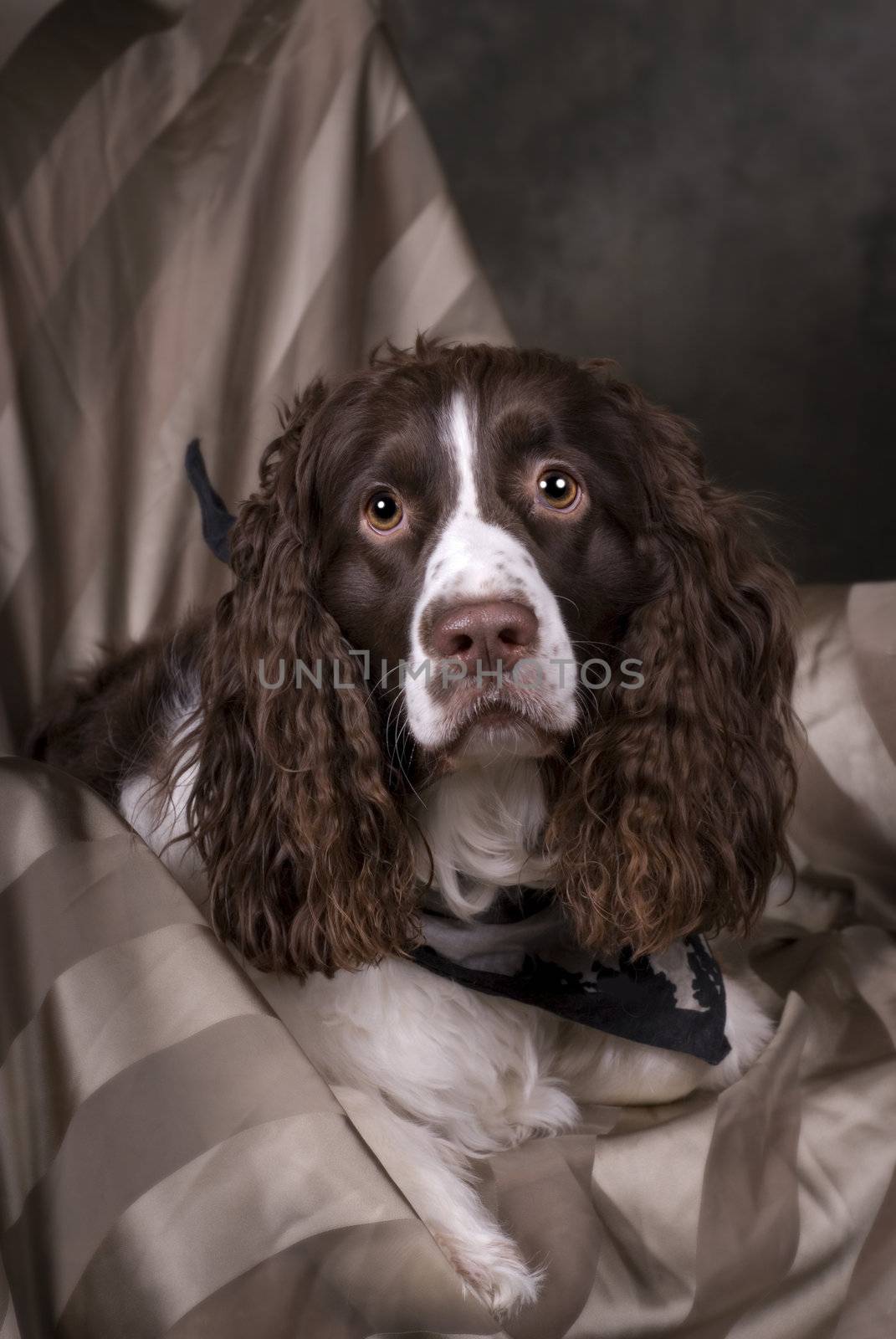 Springer Spaniel Studio Portrait by Eponaleah