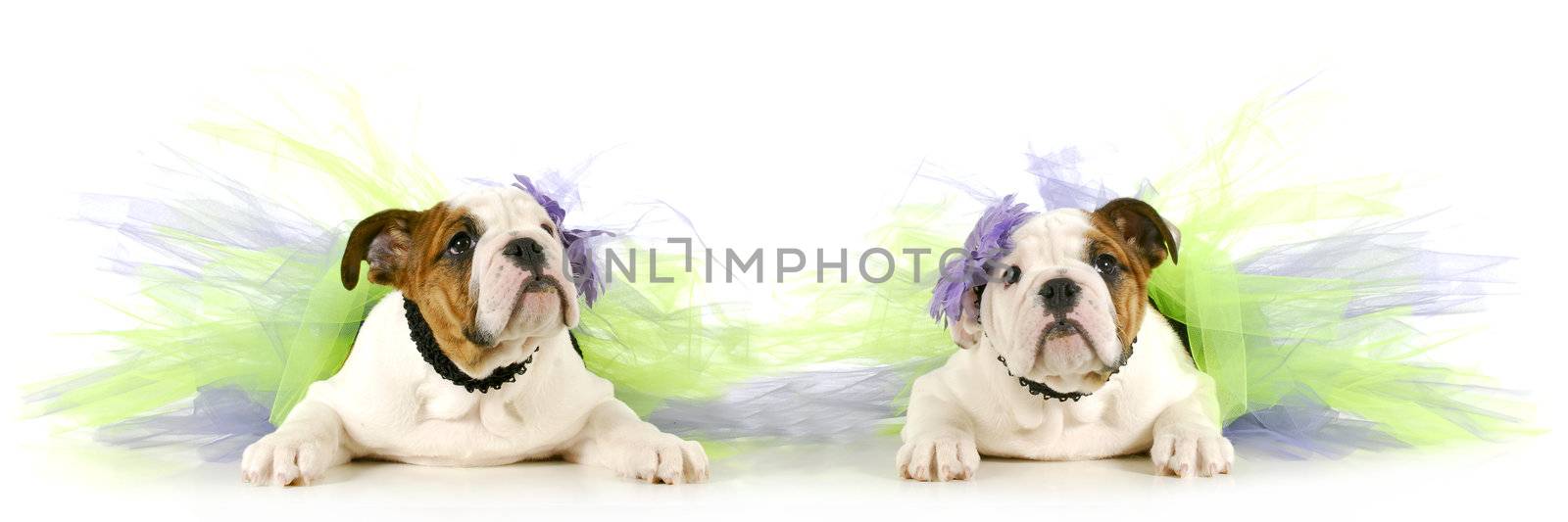 tutu babies - two english bulldog puppies wearing tutu's on white background