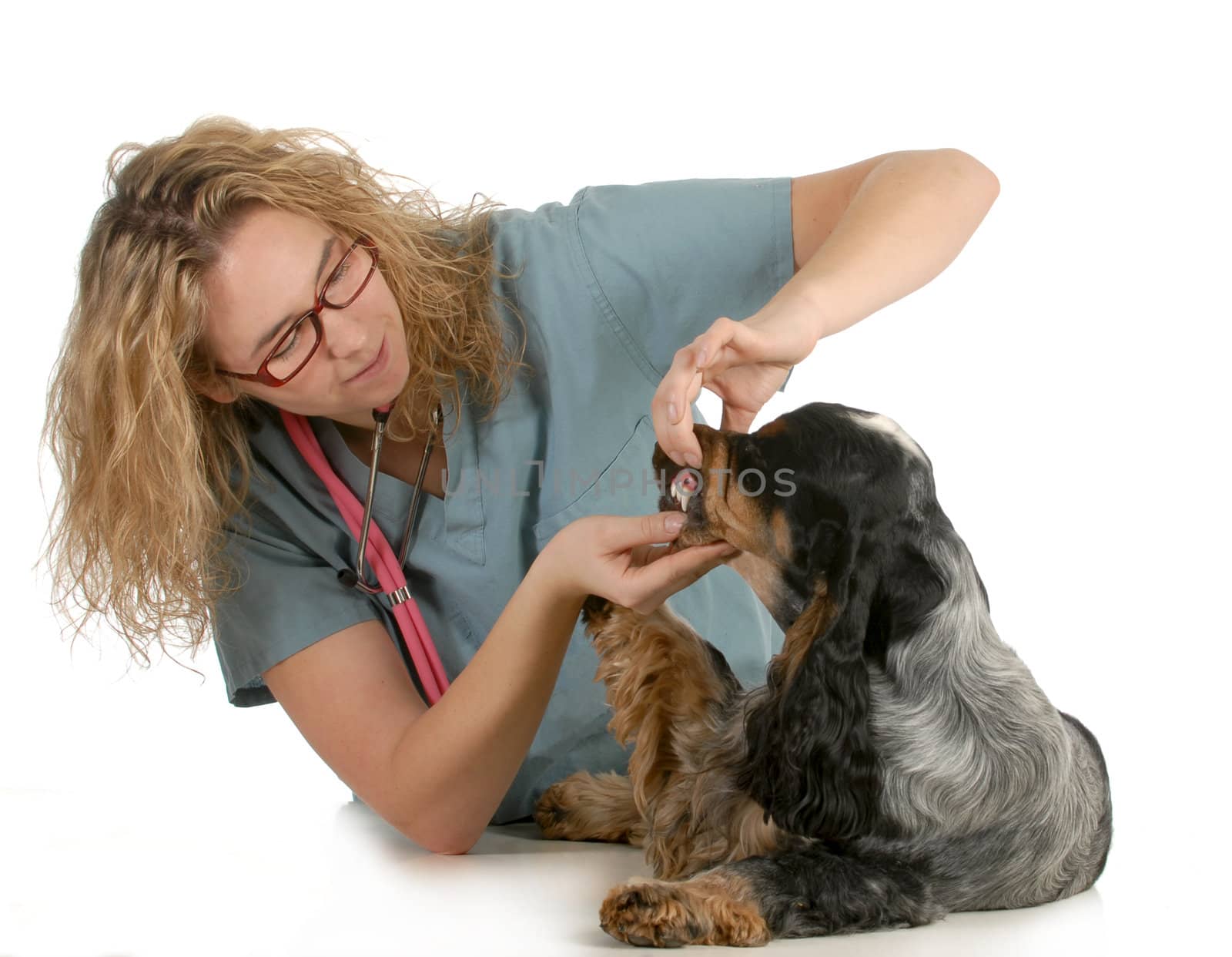 veterinary care - veterinarian examining dogs teeth on white background - english cocker spaniel