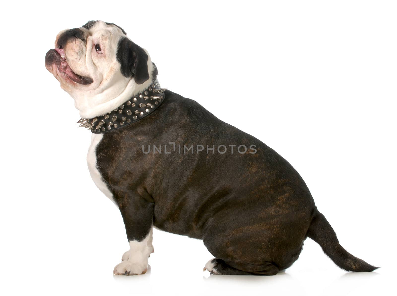 dog wearing collar - dog with black leather spiked collar sitting looking up on white background