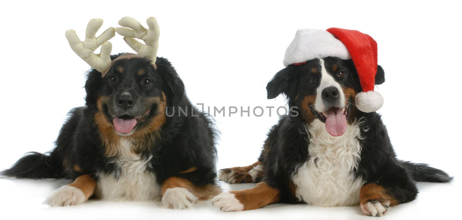 santa and rudolph dogs by willeecole123