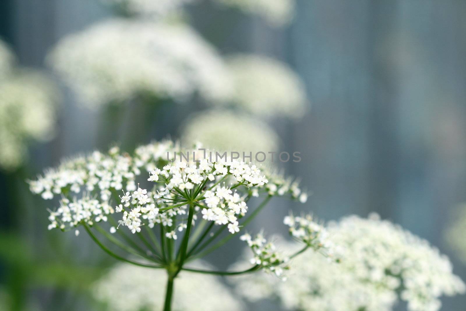 summer flower on green natural background