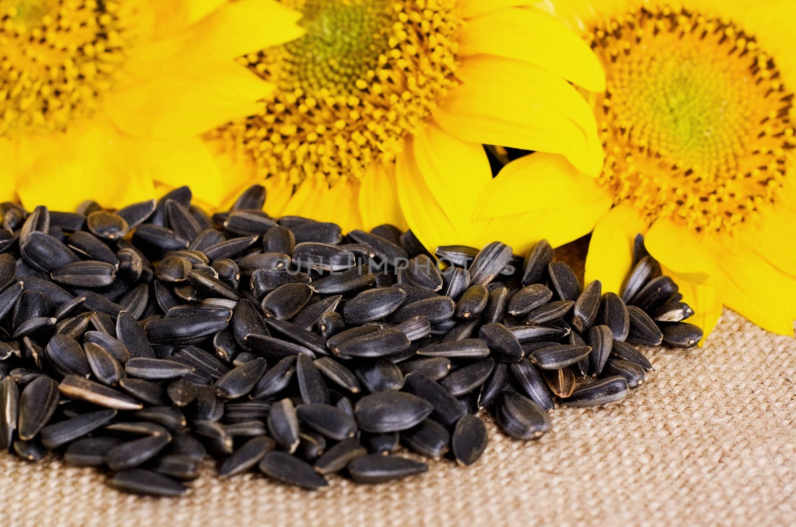 Yellow sunflowers on sacking and a handful of sunflower seeds
