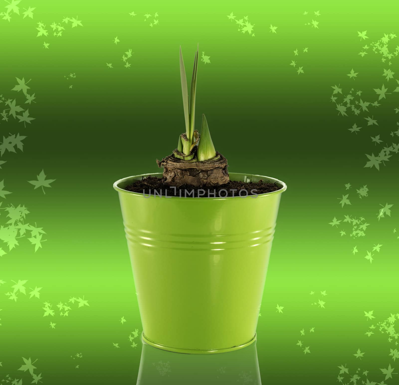 new live in green bucket by compuinfoto