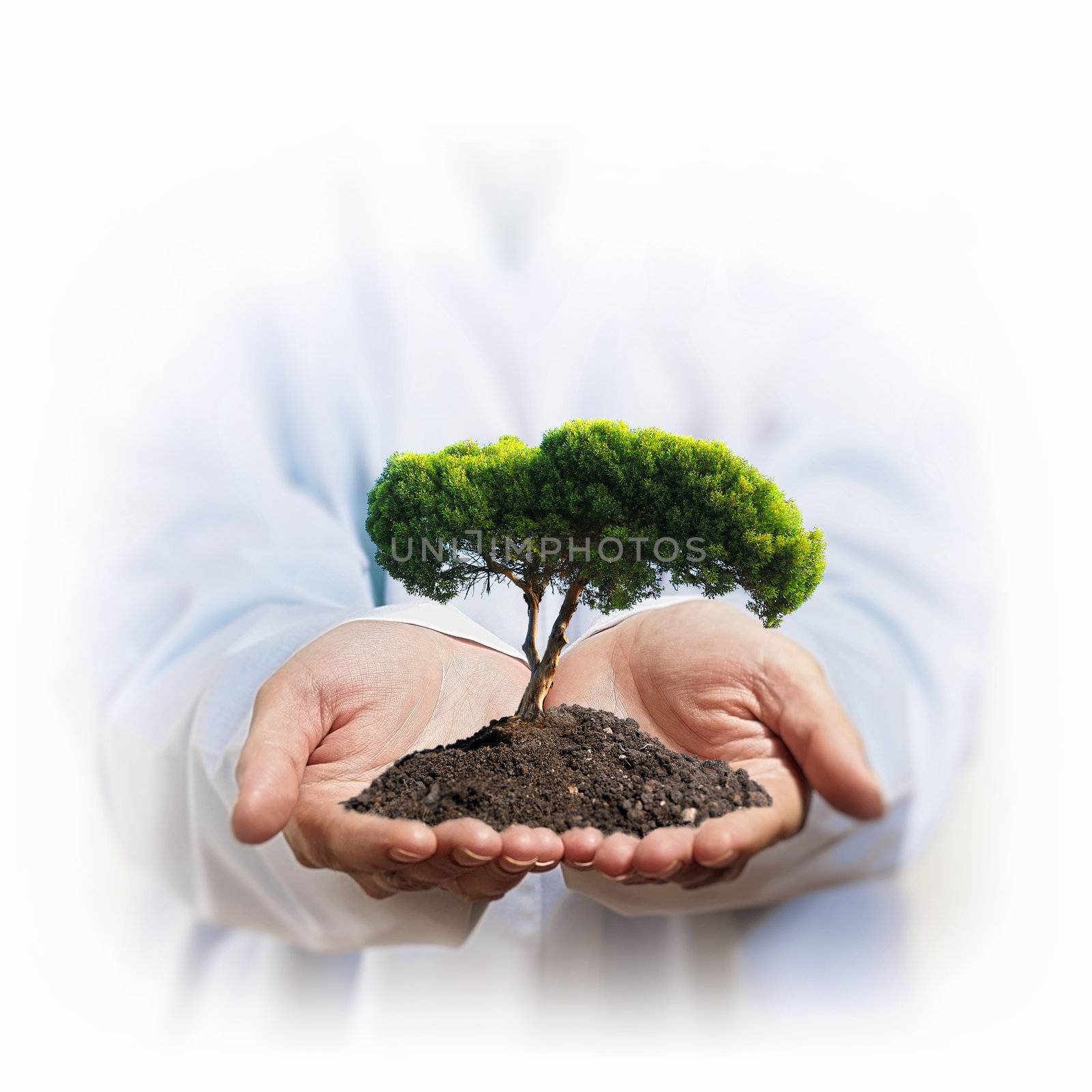 A green tree in the hand of a businessman