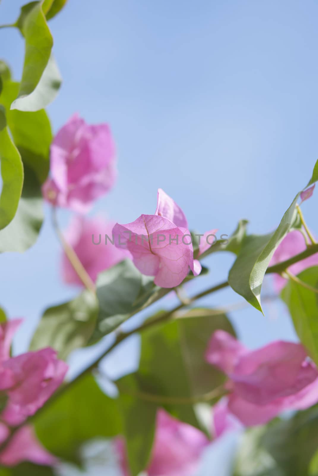 Pink tropical bougainvillea on blue sky background