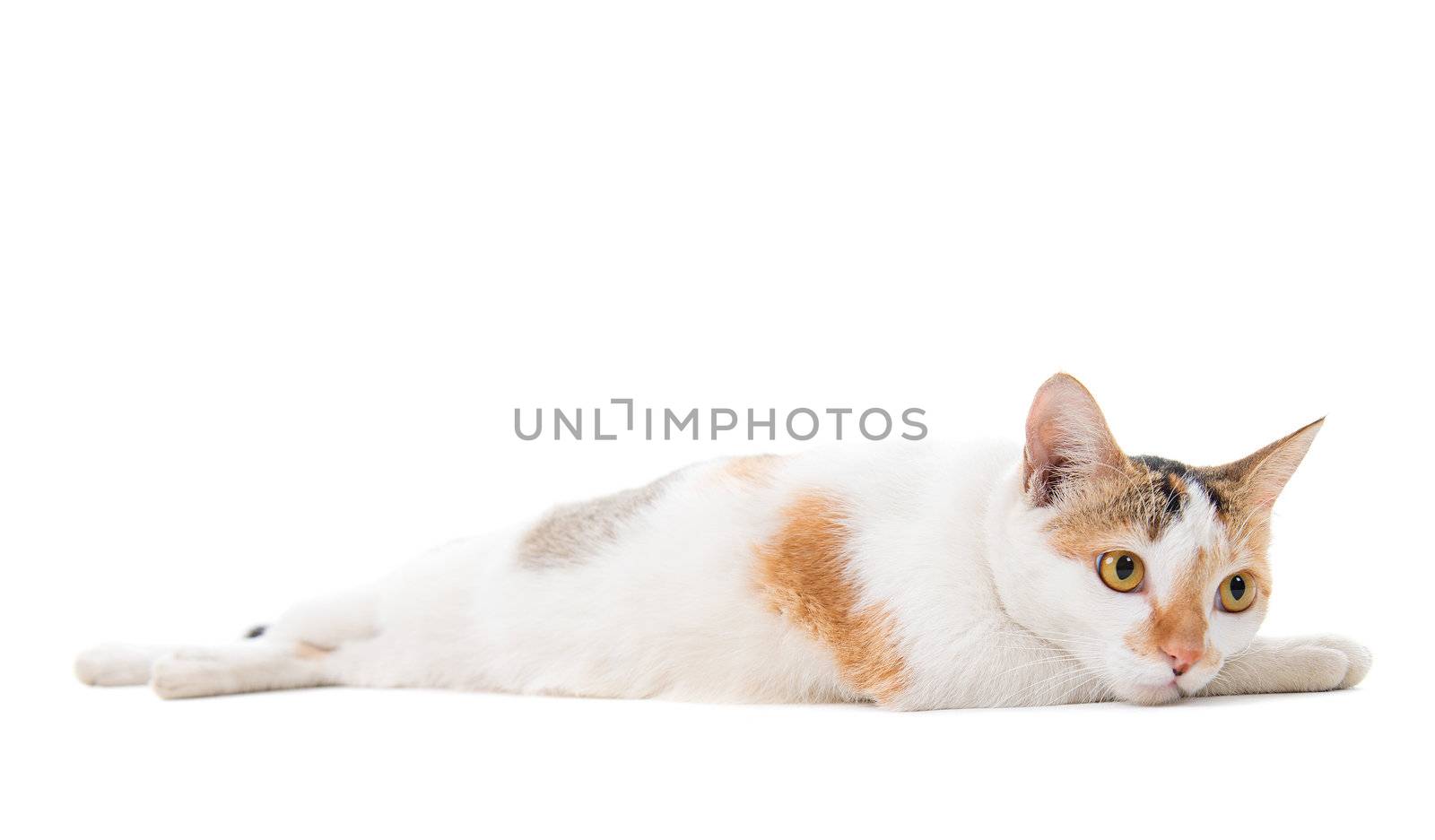 Portrait Malaysian sad short haired cat sitting on white background