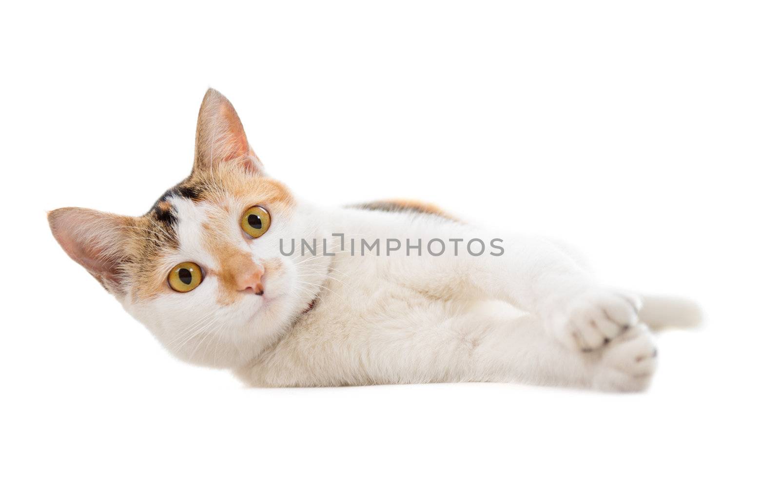 Malaysian short haired cat lying on white background
