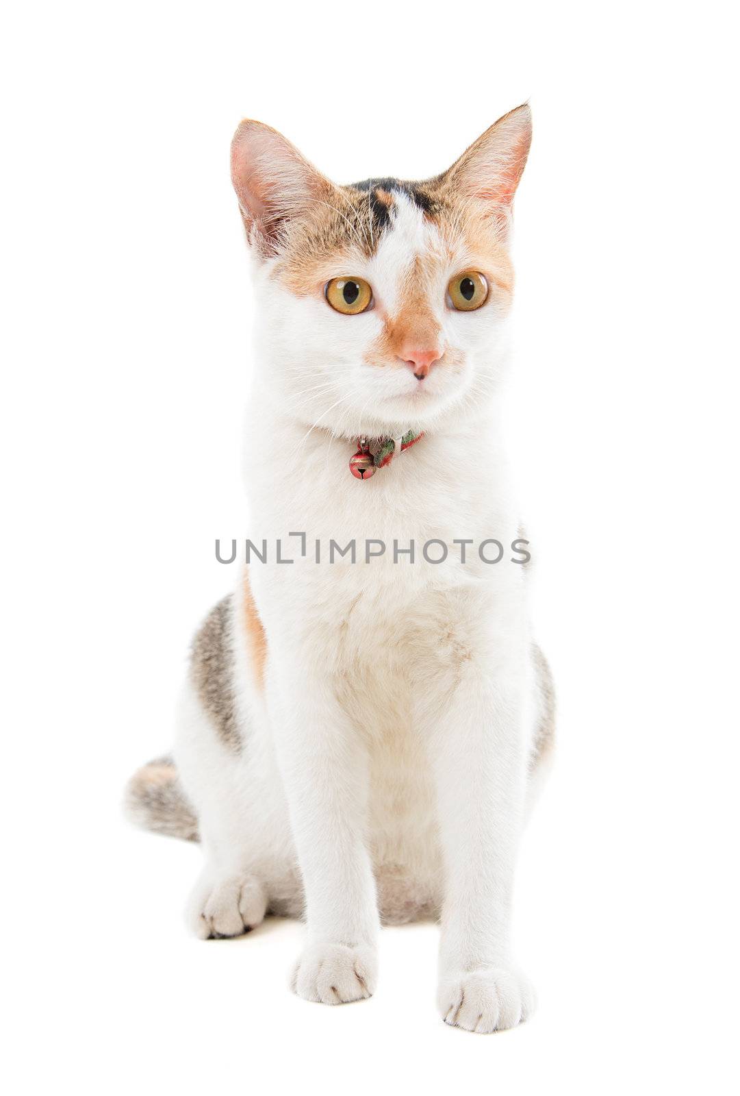 Malaysian short haired cat sitting on white background