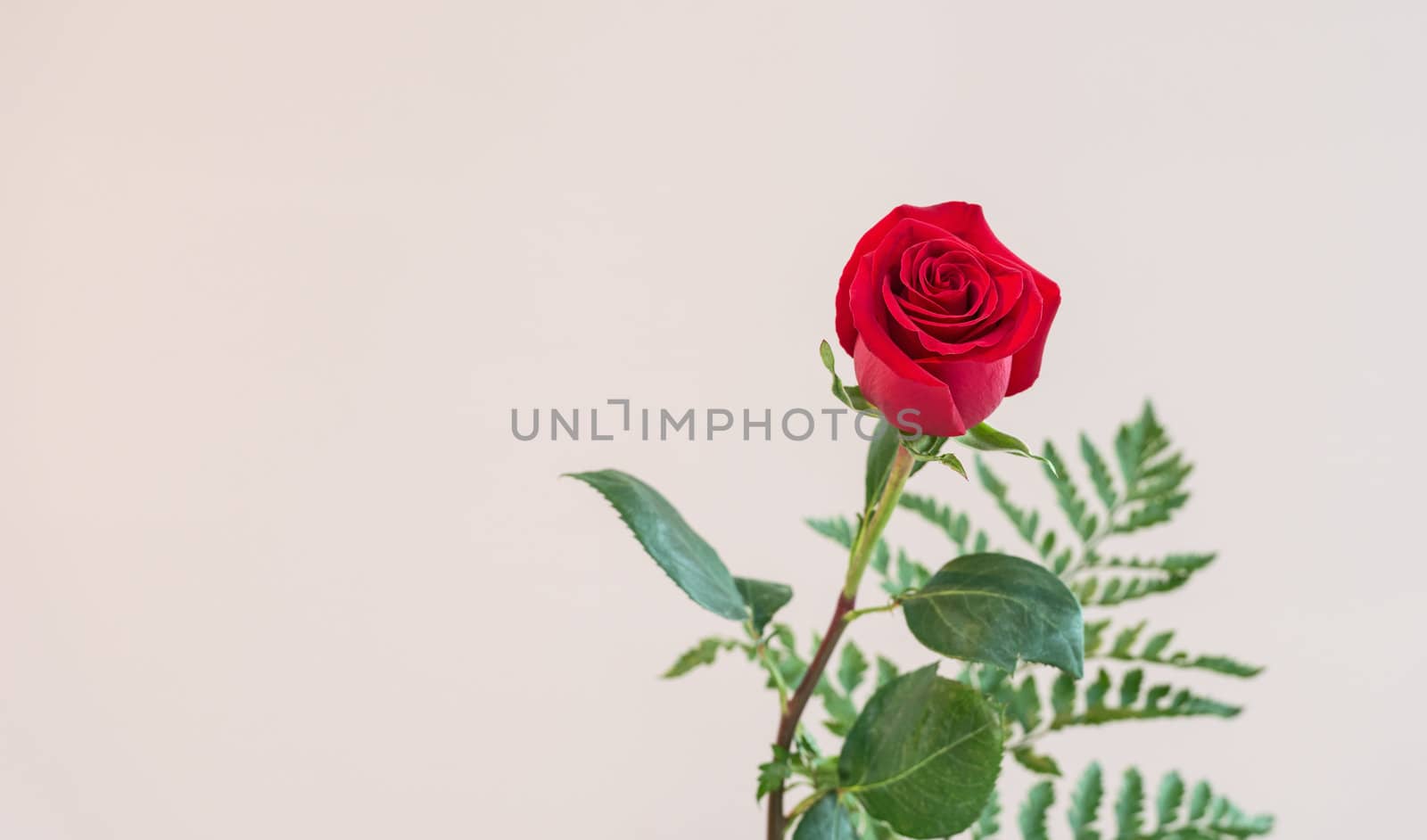 Red rose image