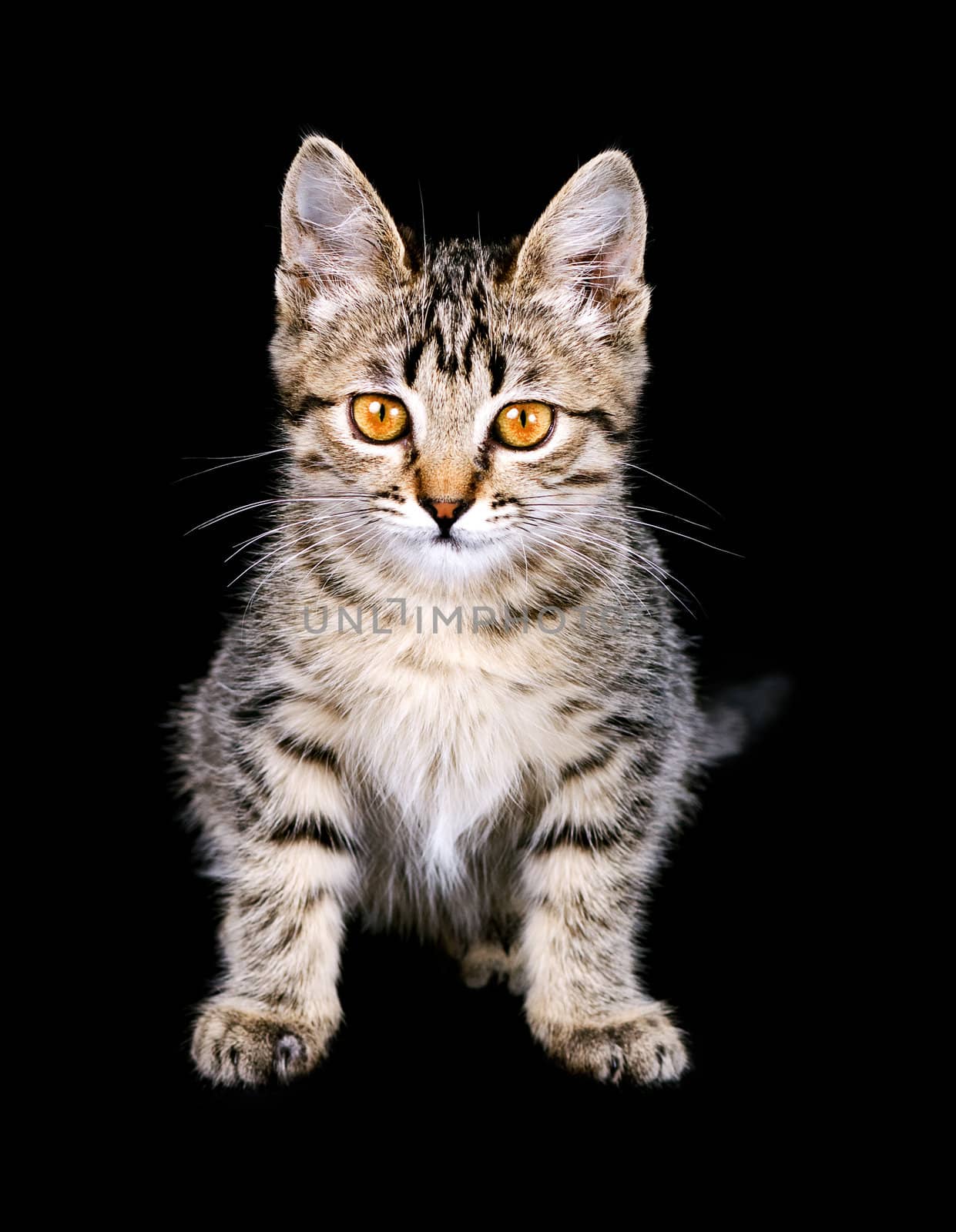 little kitten on black background