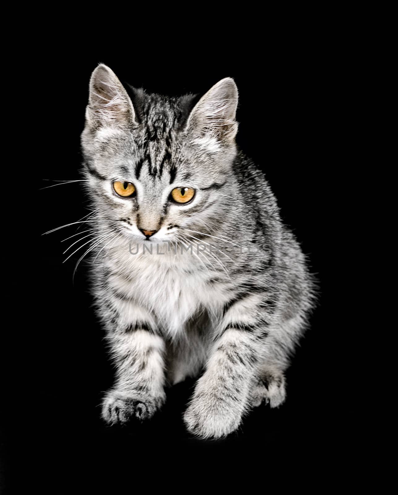 cat portrait isolated on a black background