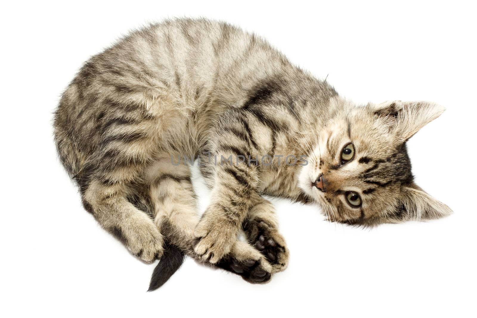 Kitten isolated on white background