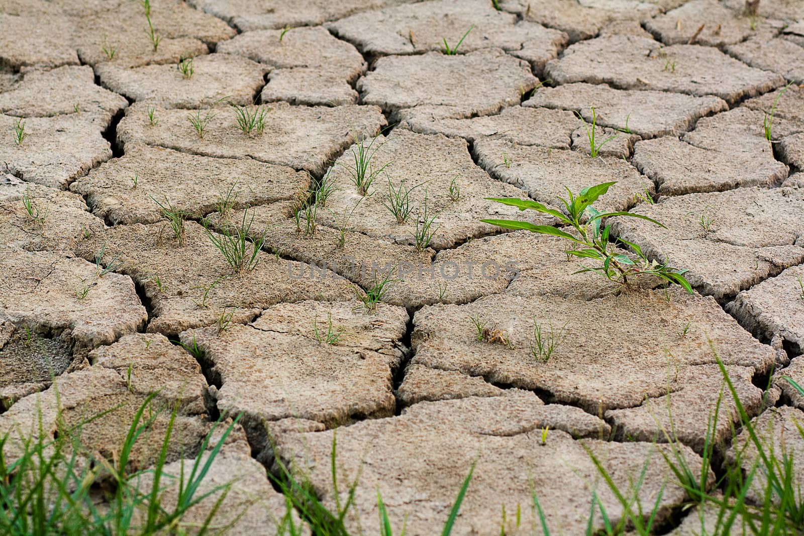 cracks in the land in rural areas