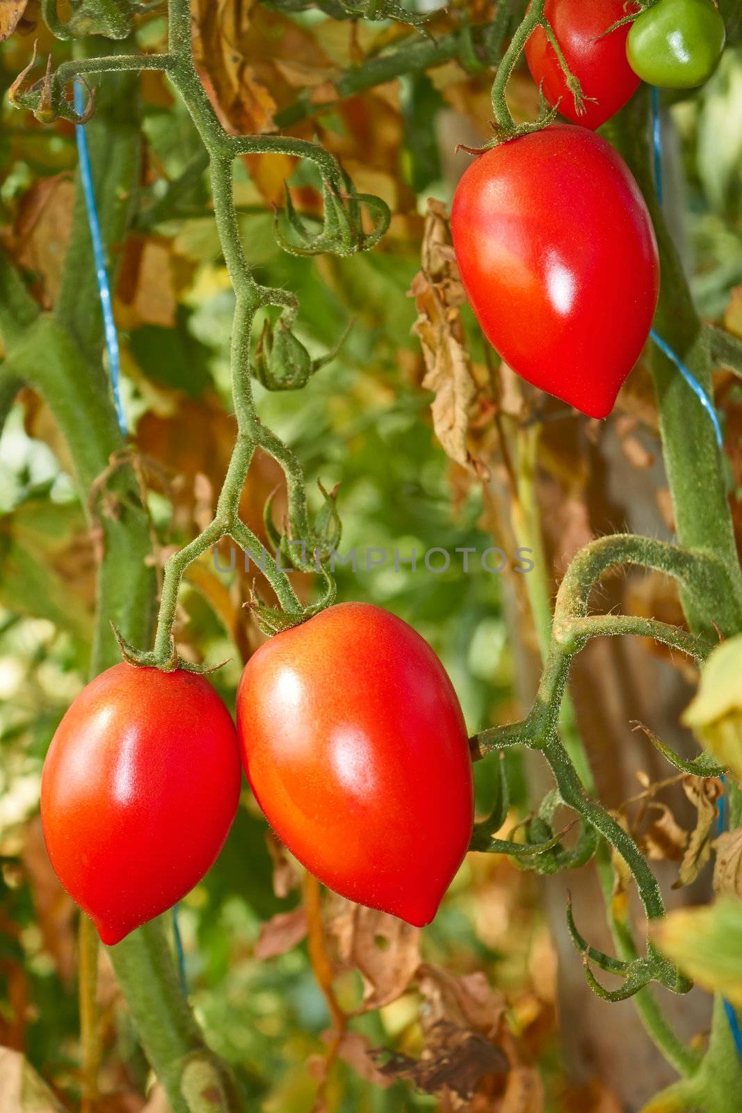 Latest fruits of tomatoes in a greenhouse in autumn