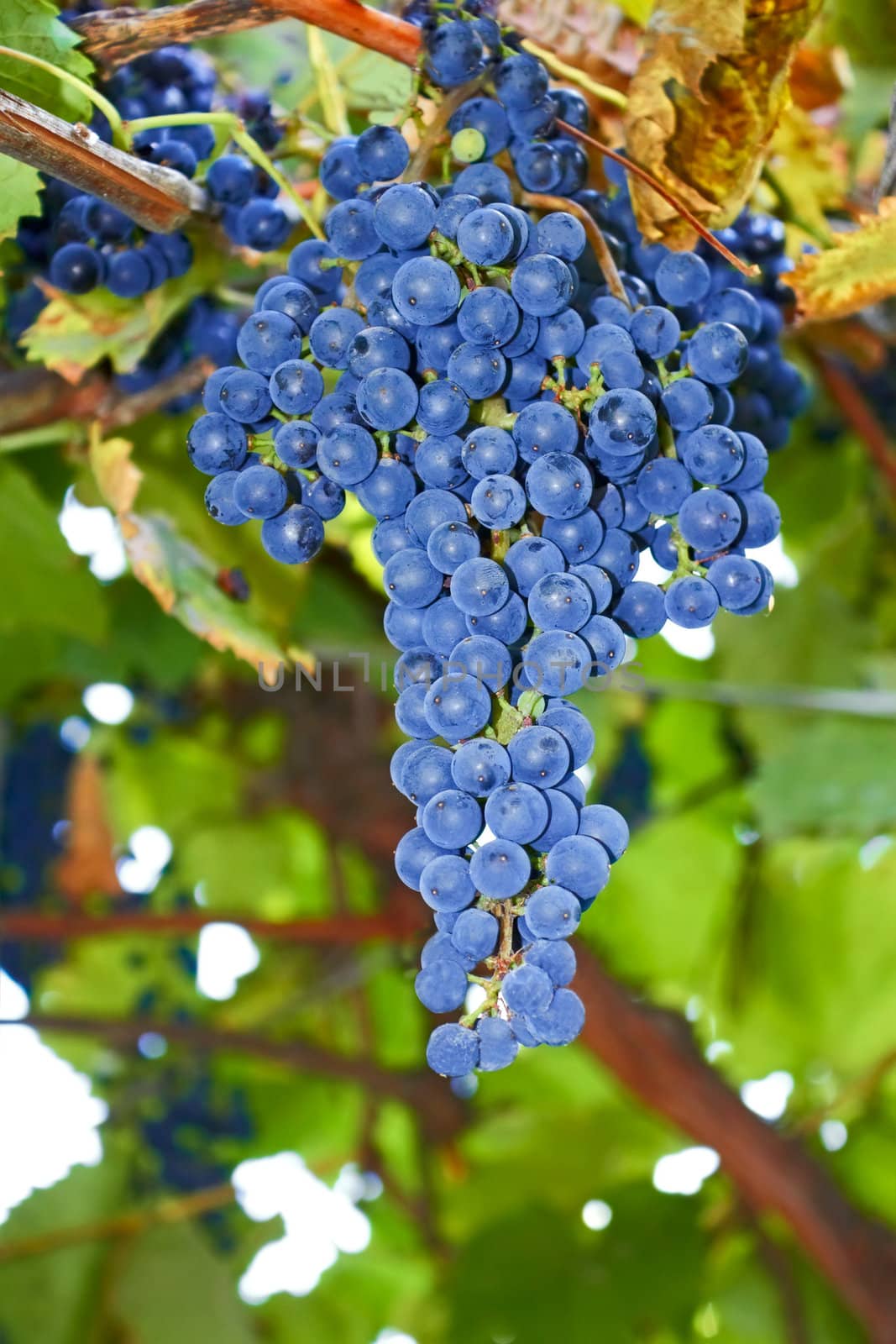 Bunches of blue ripe grapes hanging on the bush in autumn close-up