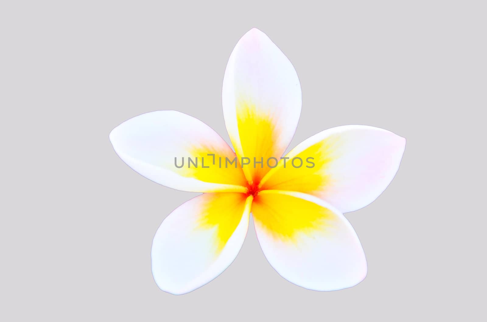 Frangipani on gray background isolated