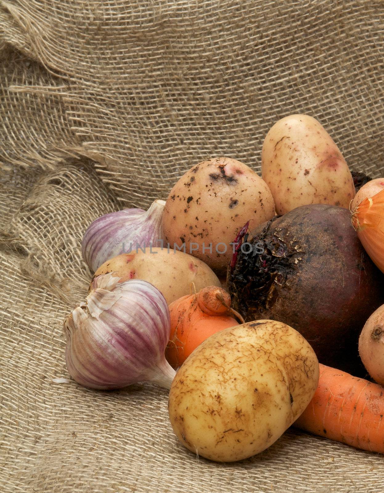 Heap of Raw Potato, Beet, Onion, Garlic and Carrot closeup on Sacking background