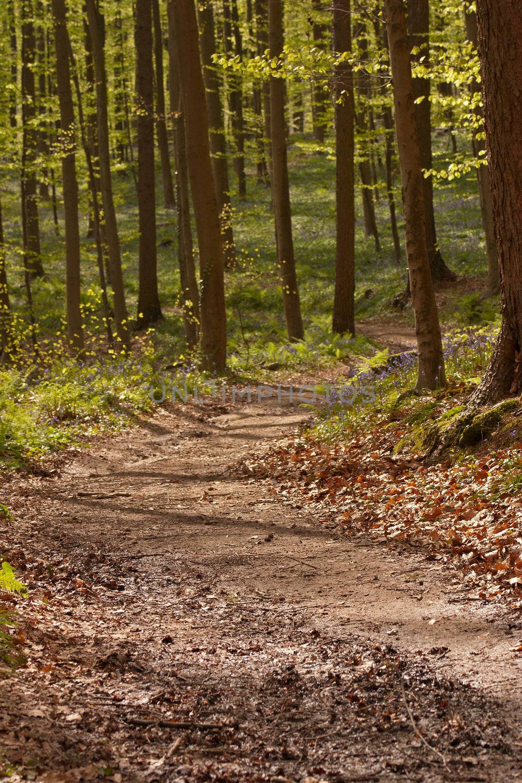 Forest Path - 1 by Kartouchken