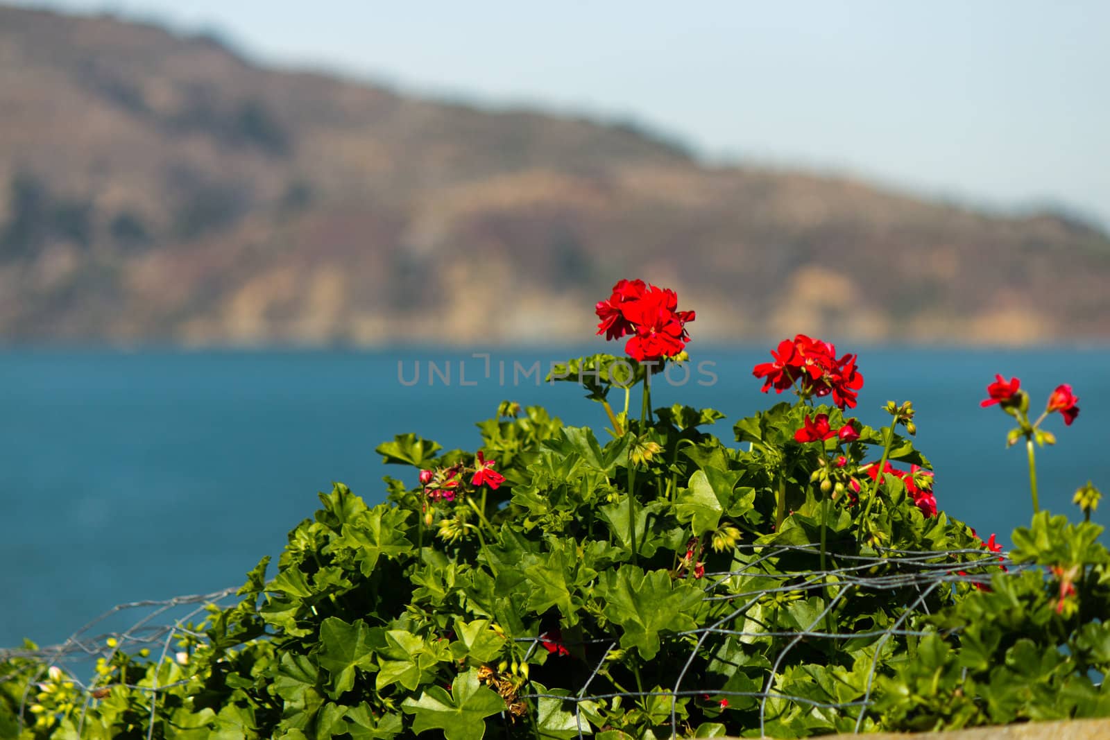 Geranium Flowers