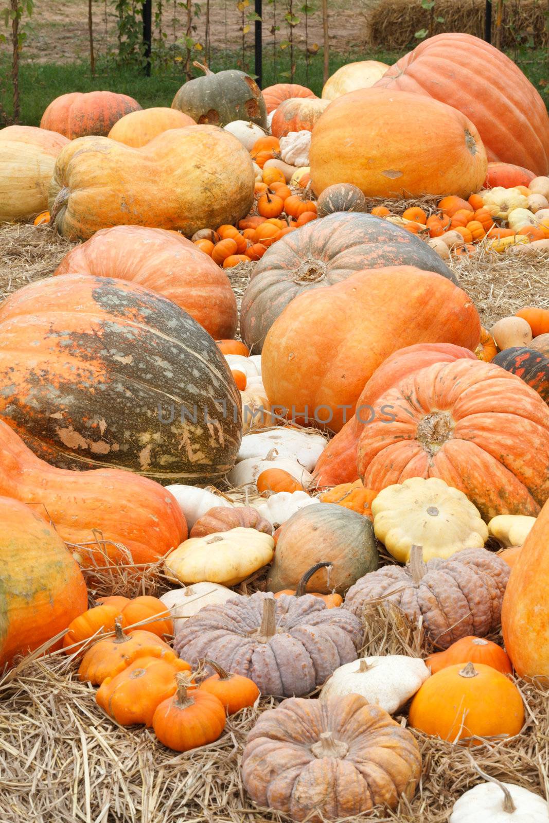 Pumpkins with different colours in the field  by jame_j@homail.com