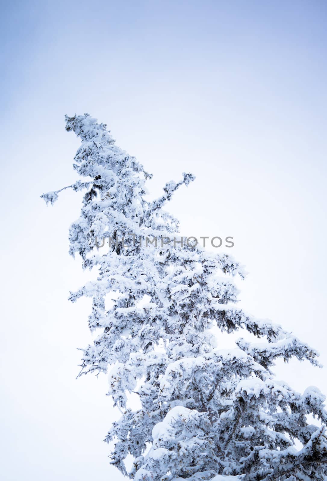 winter spruce by toliknik