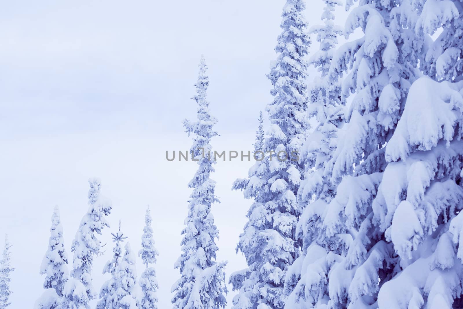 winter spruce by toliknik