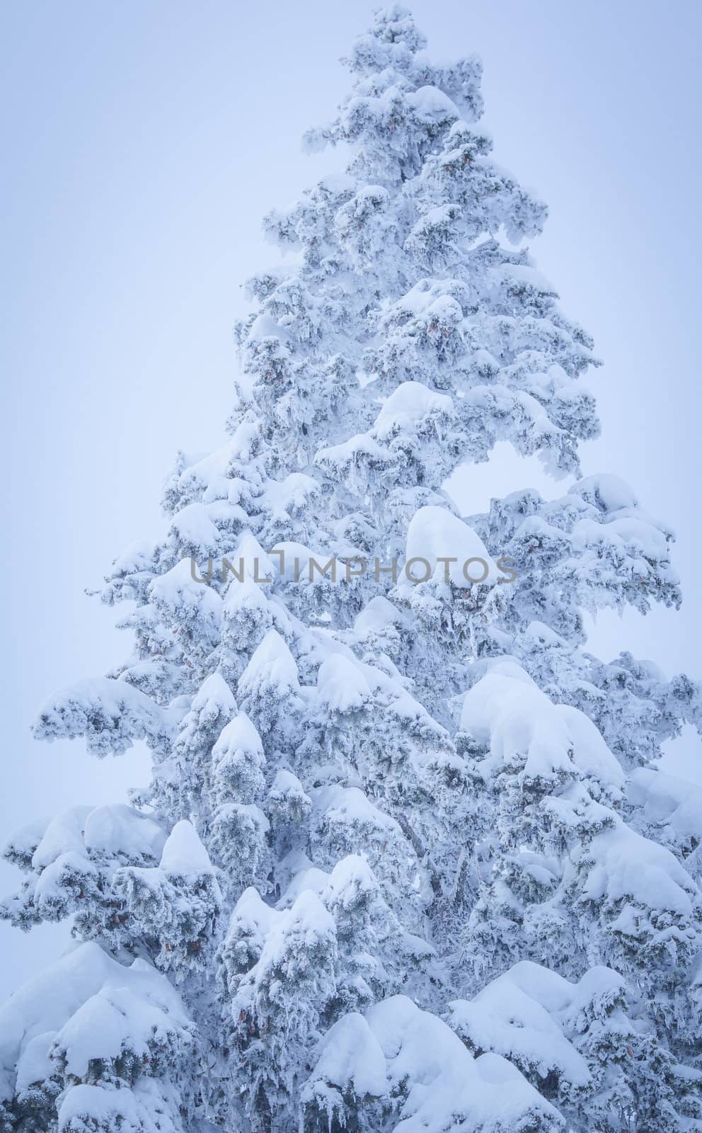 A cold scene in winter of snow covered spruce trees
