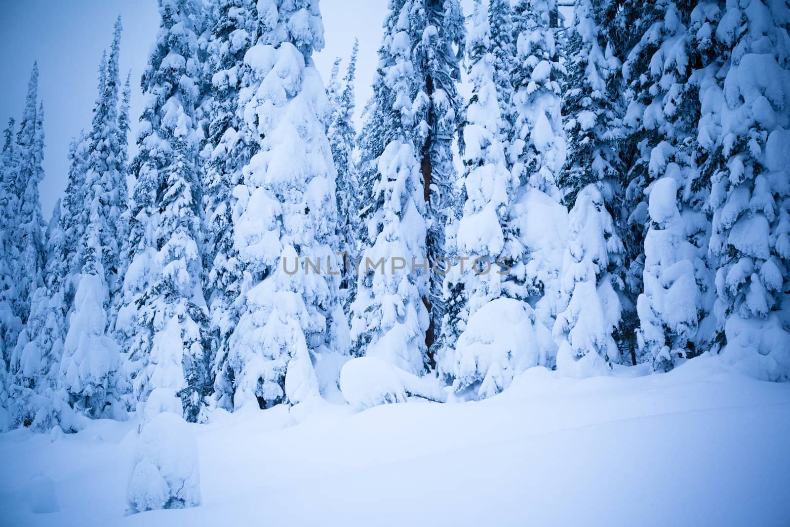 A cold scene in winter of snow covered spruce trees