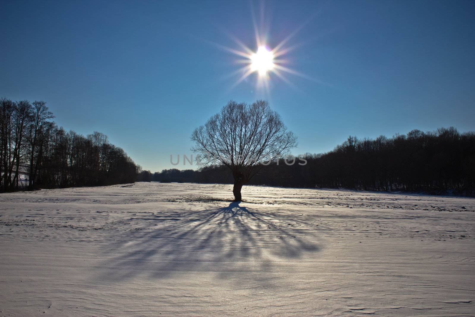 Snow landscape tree under sun on snowy terrain