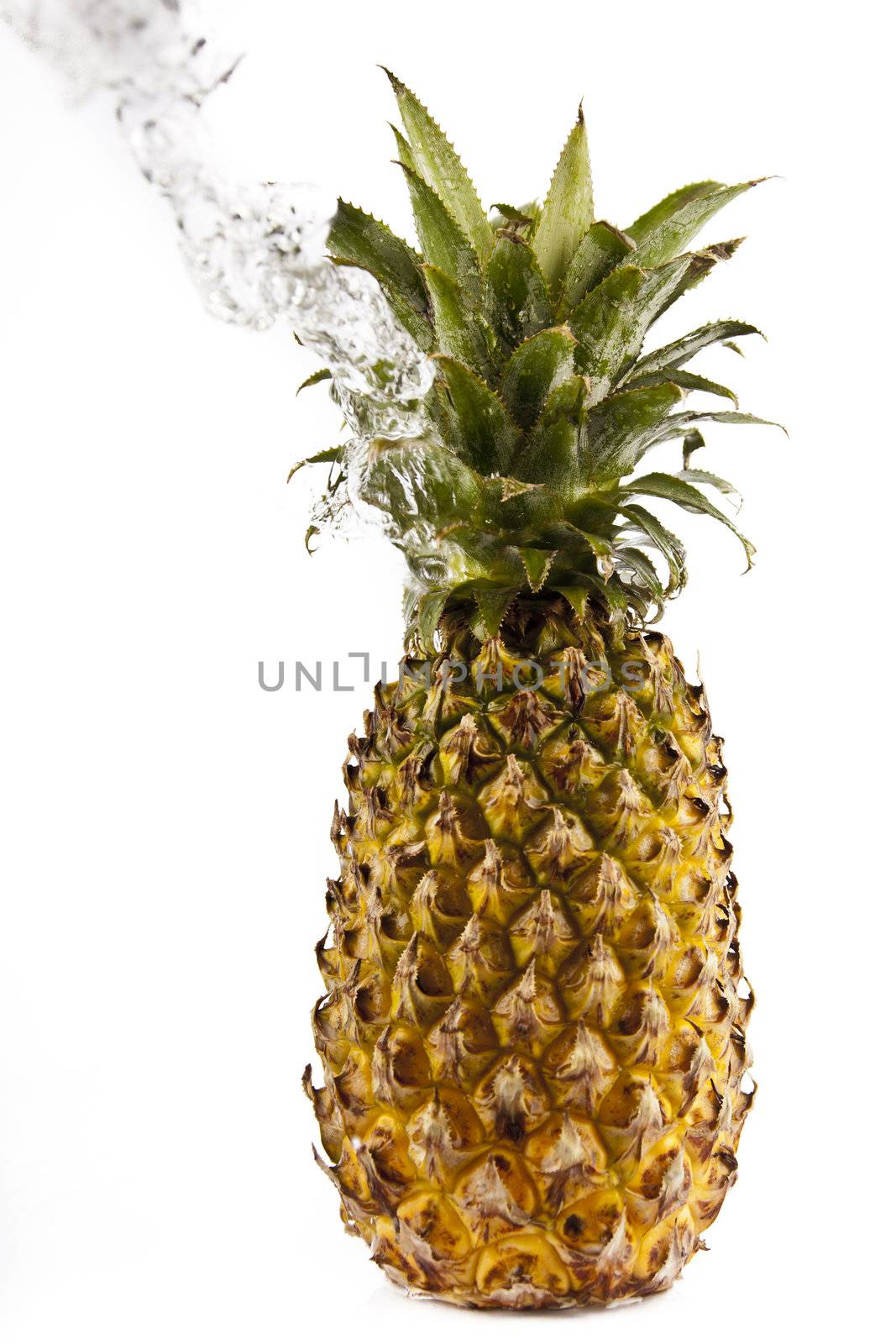 Pineapple  by tpfeller