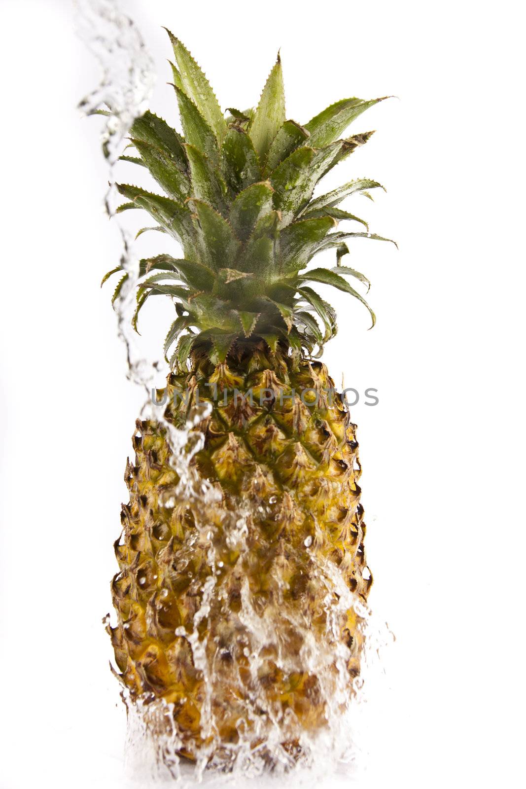 Pineapple  by tpfeller