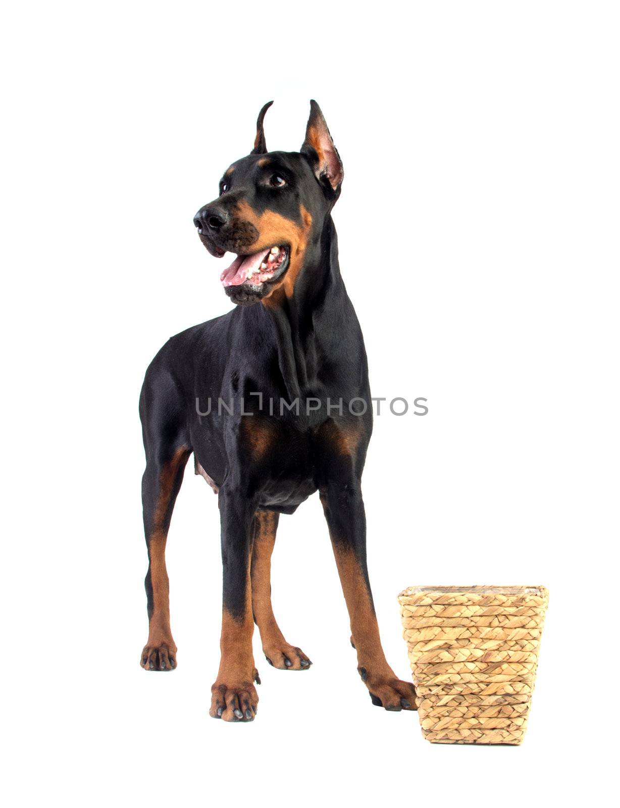 Doberman dog eating food from basket on white background