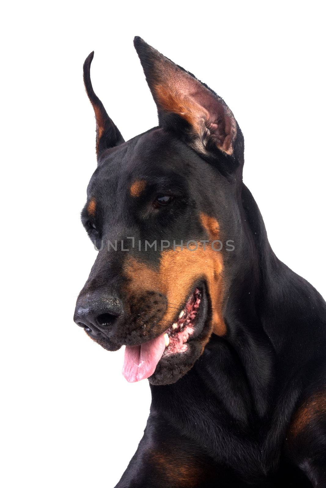 Doberman dog portrait isolated on white