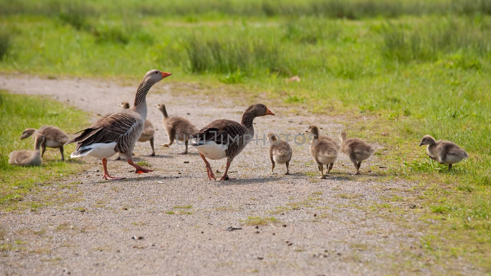 greylag and goslings