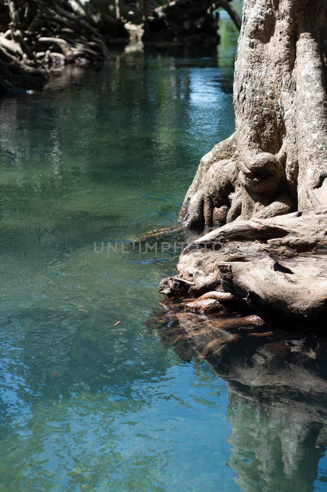 tree roots and clear water at Tapom two water canal in krabi, thailand