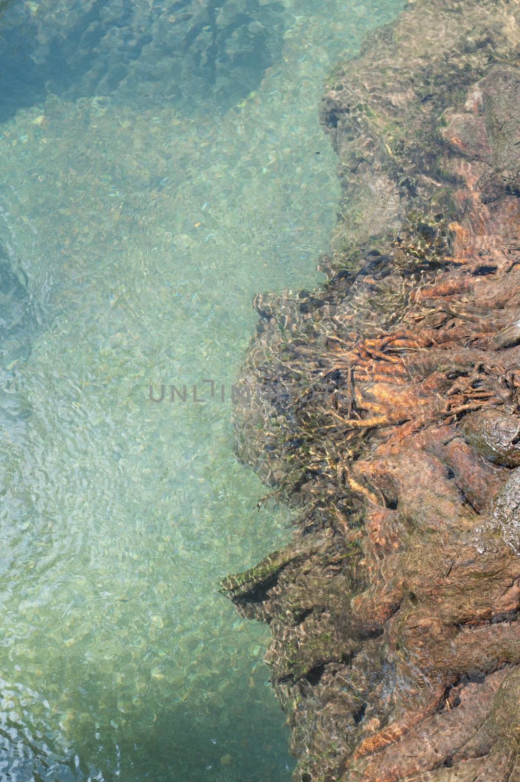 tree roots and clear water at Tapom two water canal in krabi, thailand