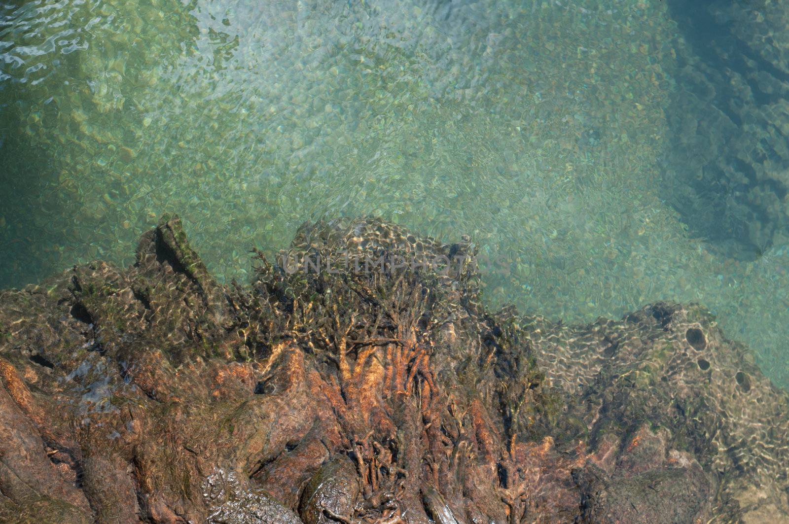 tree roots and clear water at Tapom two water canal in krabi, thailand