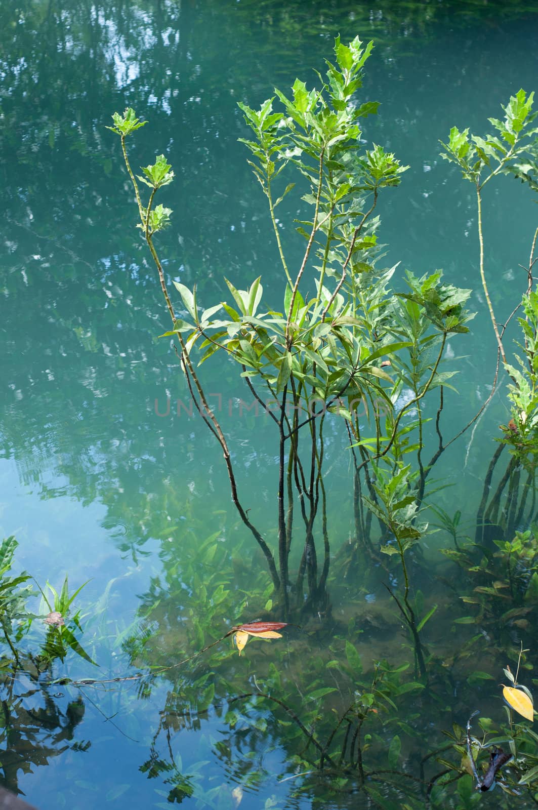 green water plant in nature