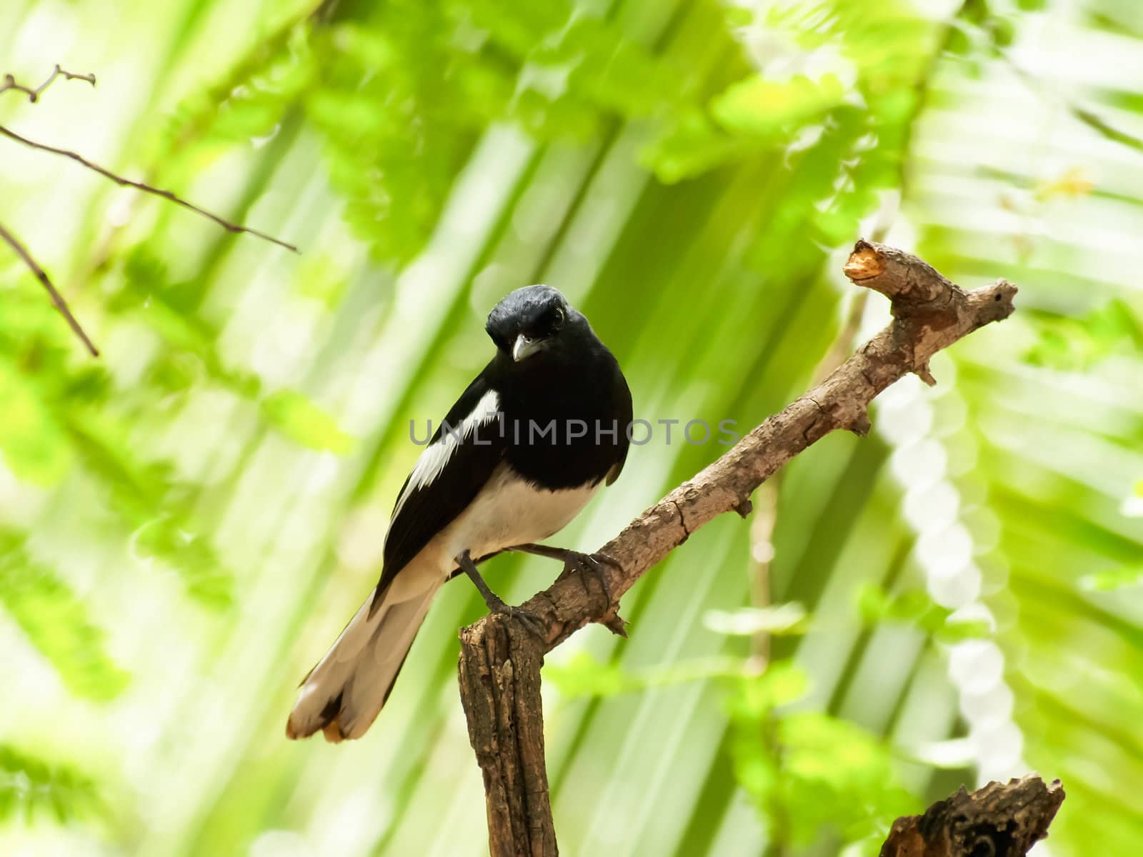 Male oriental magpie-robin (Copsychus saularis) standing on tree