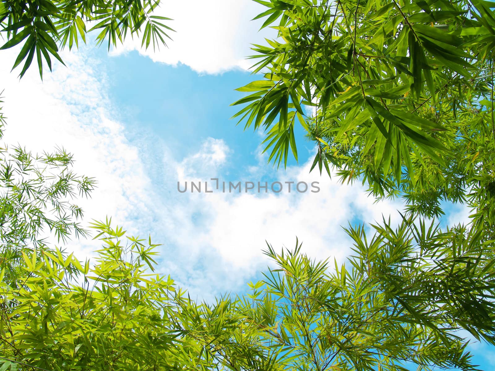 Fresh bamboo leaves border over blue summer sky