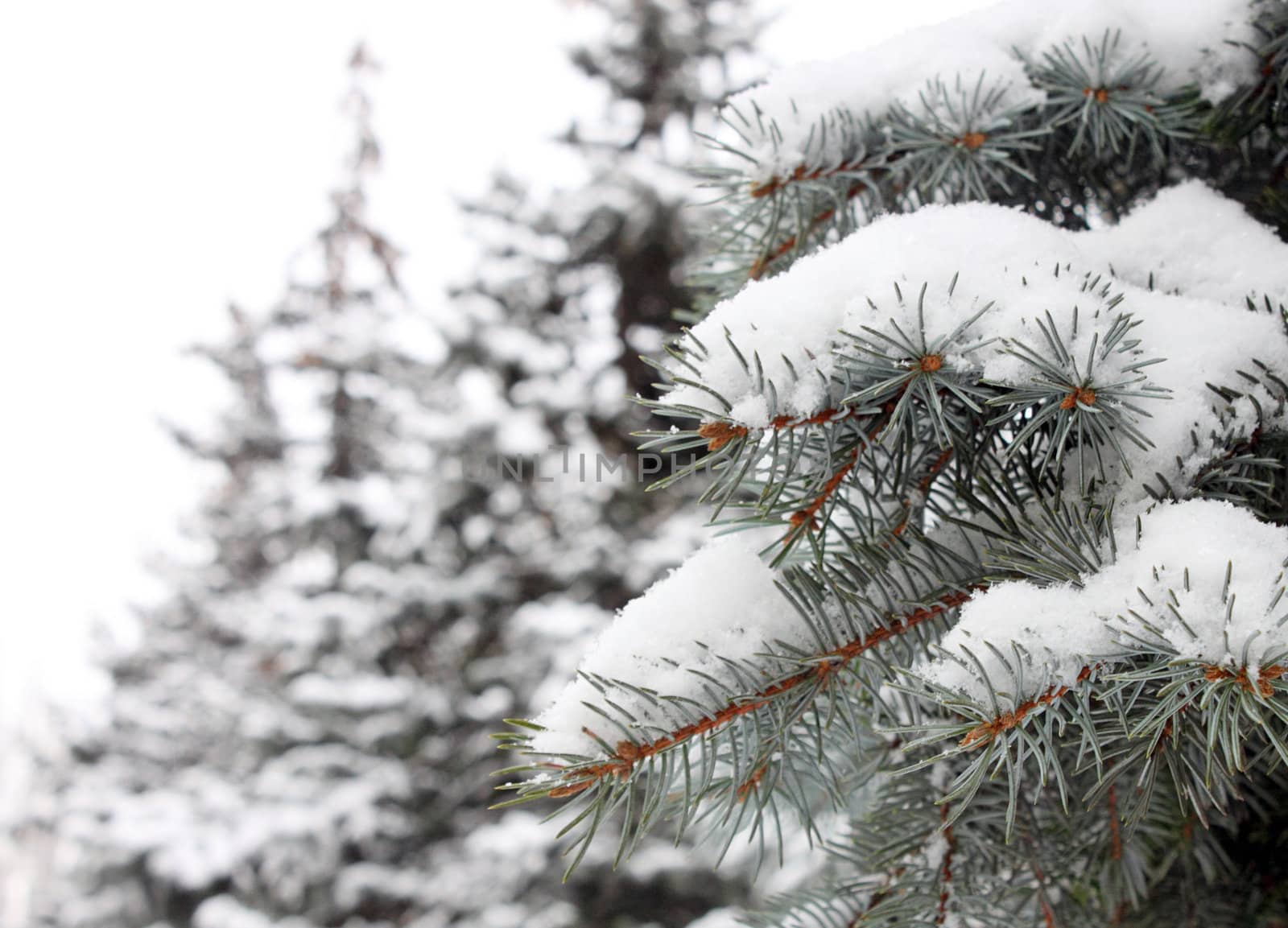 spruce tree branch at winter