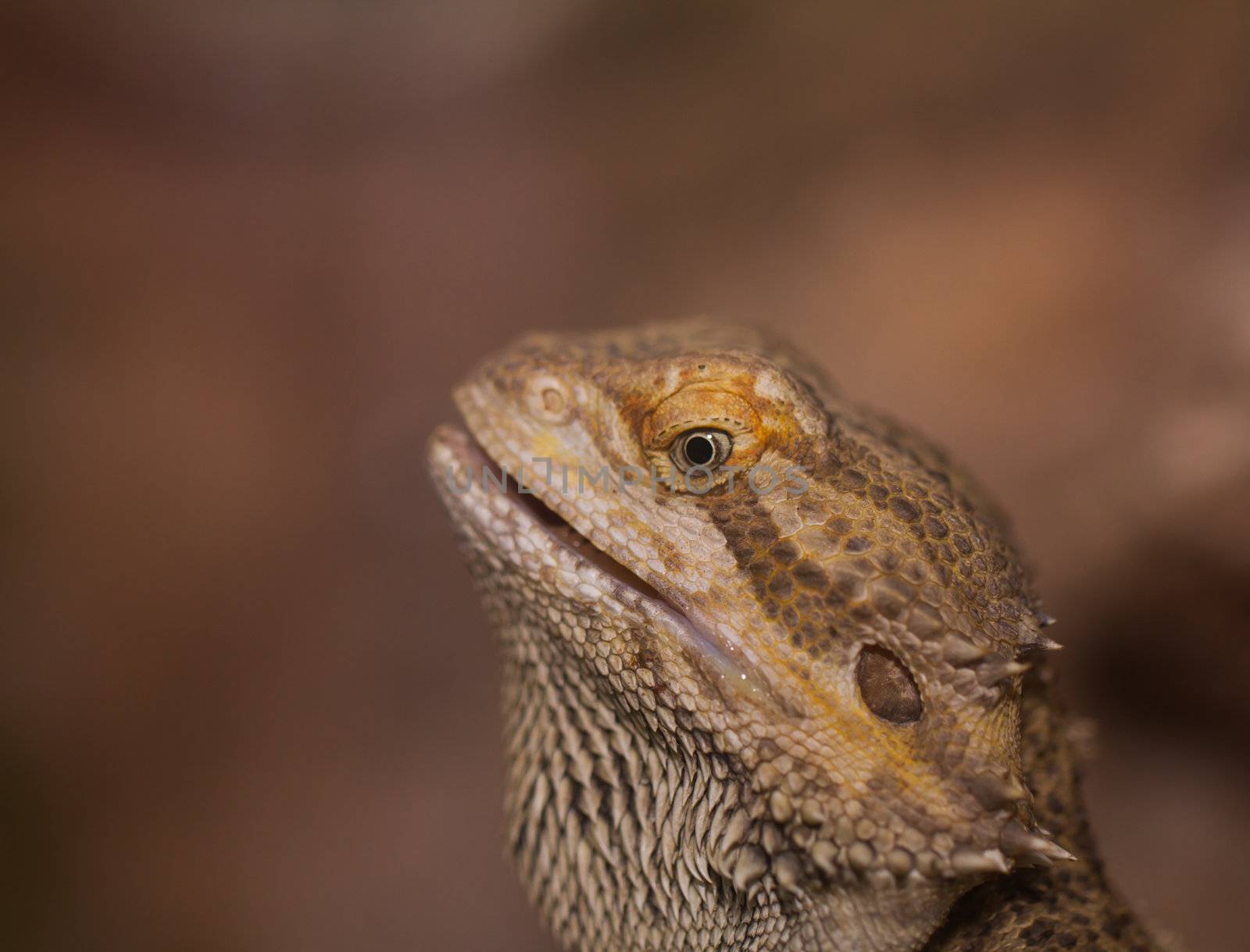 Close-up of Bearded dragons eye (Pogona vitticeps)