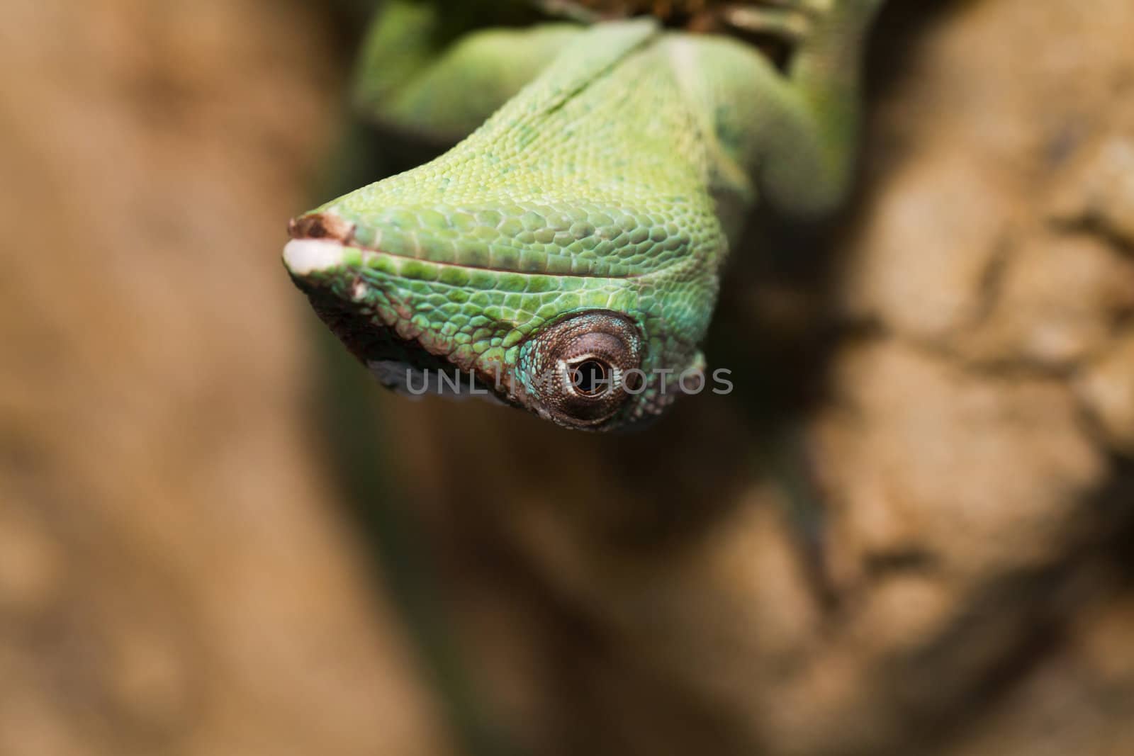 Knight Anole in the nature ( Anolis equestris )